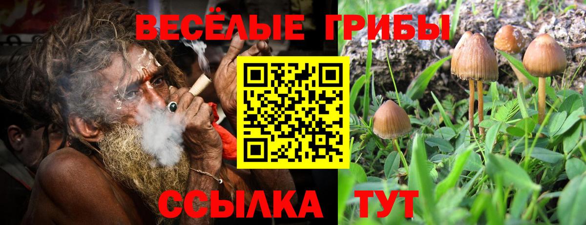 Псилоцибиновые грибы GOLDEN TEACHER  Вход с VPN  Кохма  Галлюциногенные грибы Magic Shrooms 